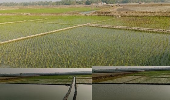 আশাশুনির তেঁতুলিয়ায় লোনা পানি উঠানোয় ৭০০০ বিঘা জমির ধানচাষী শঙ্কিত