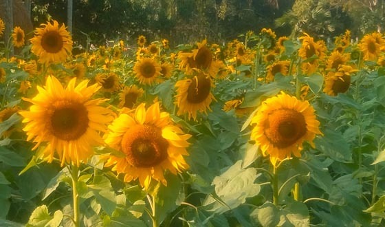 ফুলে ভরে গেছে শ্রীমঙ্গলের সূর্যমুখী বাগান