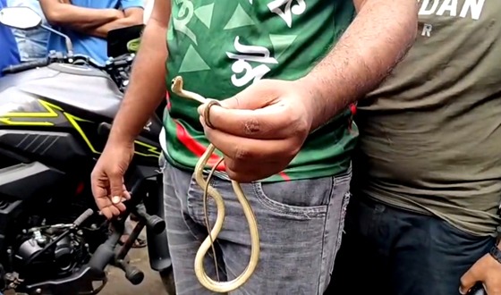 কালীগঞ্জে মোটরসাইকেলের সিটের ভেতর বিষধর সাপ