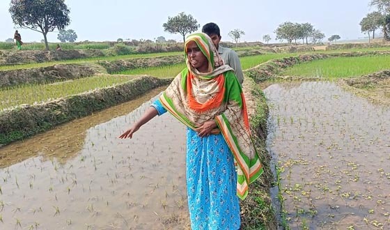 পোরশায় কৃষানীর রোপিত বোরো ধান কীটনাশক দিয়ে বিনষ্ট