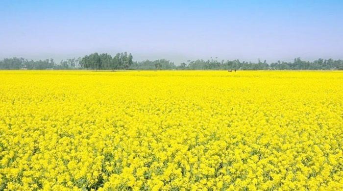 কাহারোলে সরিষা ফুলে ভরে গেছে মাঠ