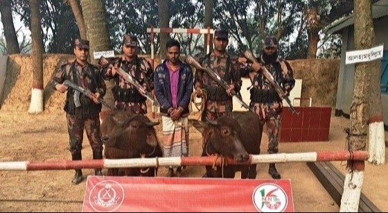 পোরশার সীমান্তে চোরাকারবারীসহ ভারতীয় মহিষ আটক