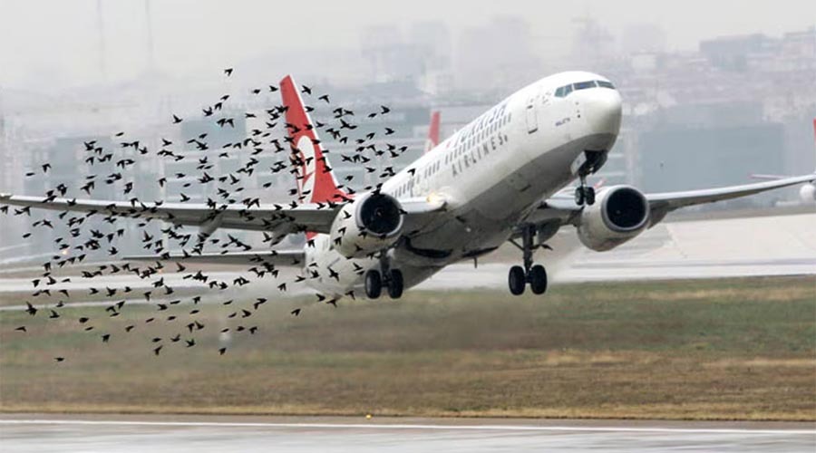 বিমানবন্দরগুলোতে বার্ড হিট-বন্যপ্রাণীর কারণে উড্ডয়ন-অবতরণে বাড়ছে ঝুঁকি
