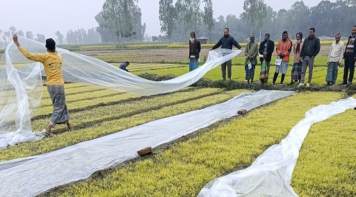 হাড়কাঁপানো শীতে নষ্ট হচ্ছে বোরো চারা