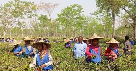 হবিগঞ্জ-৪ আসনে ধানের শীষের দিকে ঝুঁকছে চা শ্রমিকরা