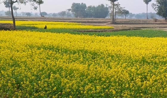 তানোরে সরিষা চাষ, মাঠ জুড়ে হলুদের সমারহ