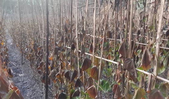 সাতক্ষীরায় বিদ্যুতের তার ছিড়ে পানের বরজ পুড়ে ছাই