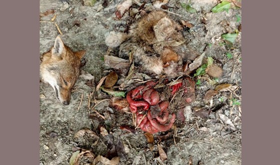 চাটমোহরে শিয়ালের মাংস বিক্রির অভিযোগ