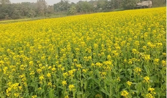 গজারিয়ায় ‎সরিষা চাষে হলুদে ছেঁয়ে গেছে ফসলি মাঠ