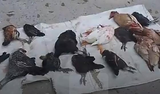 তানোরে ভাতের সাথে বিষ মিশিয়ে হাঁস-মুরগী মেরে ফেলার অভিযোগ