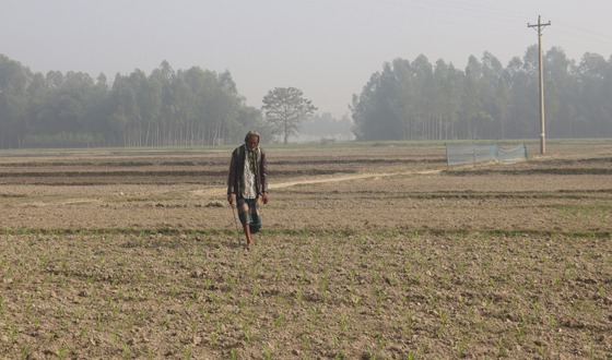চিলমারীতে পোকার আক্রমণে দিশাহারা ভুট্টা চাষিরা