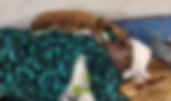 কলাপাড়ায় বাস চাপায় নিহত ১