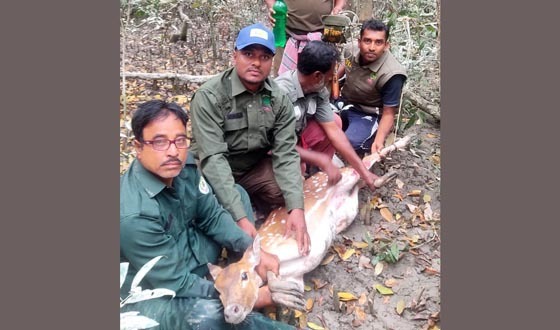 সুন্দরবনে ফাঁদে আটকে পড়া হরিণ জীবিত উদ্ধার