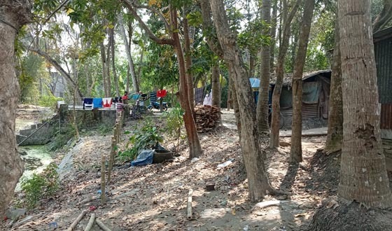 আ. লীগ নেতার বাড়ির গাছকেটে, জোড়পূর্বক রাস্তা নির্মাণের অভিযোগ