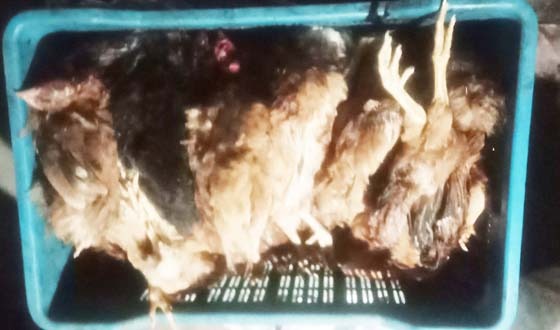 চিরিরবন্দরে মরা মুরগী বিক্রি করার অভিযোগ