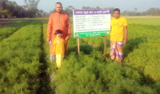 মসলায় নতুন সম্ভাবনার দিগন্ত, শ্রীমঙ্গলে মৌরি চাষে সফলতা