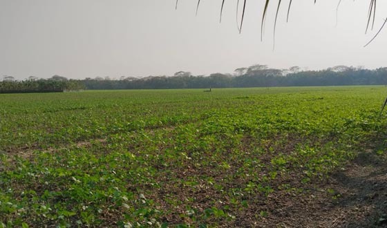বরিশালে সয়াবিনের আবাদ বেড়েছে