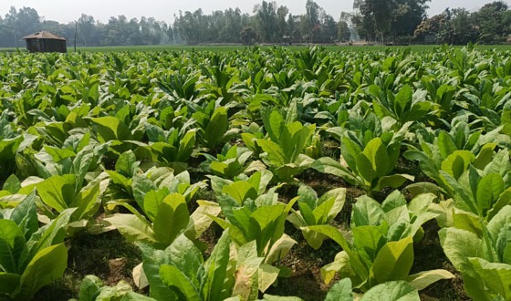 চিলমারীরতে তামাক চাষ, রাসায়নিকের দাপটে মাটির প্রাণ হারানোর শঙ্কা