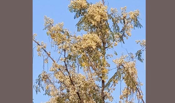 তানোরে ফুলে ছেয়ে গেছে সাজিনার গাছ, বাম্পার ফলনের সম্ভাবনা