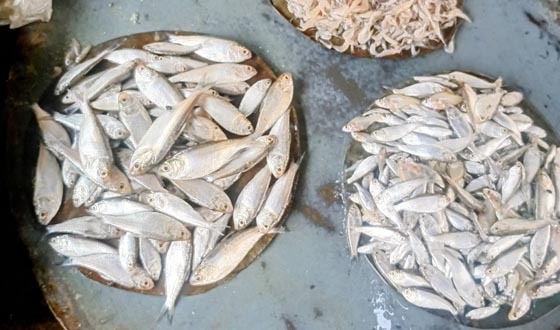 চাঁদপুরে ইলিশ ধ্বংসে আ.লীগের পর এখন বিএনপিও যুক্ত হয়েছে