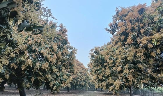 পোরশায় আমগাছে ব্যাপক মুকুল, বাম্পার ফলনের আশা