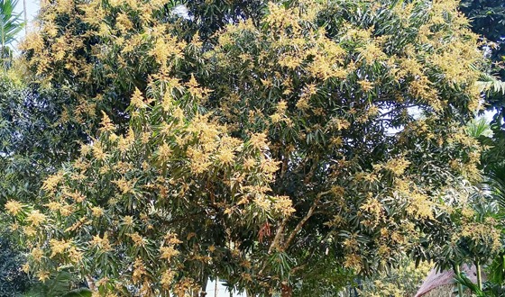 ফুলবাড়ীতে আমের মুকুলে ভরে গেছে গাছ, ফলন ভালোর সম্ভাবনা