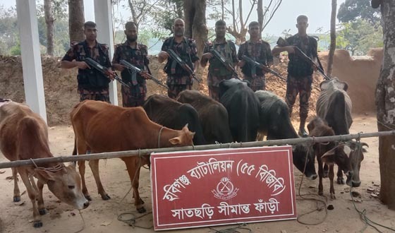 হবিগঞ্জে ৫৫ কেজি গাঁজা ও ৮টি ভারতীয় গরু জব্দ