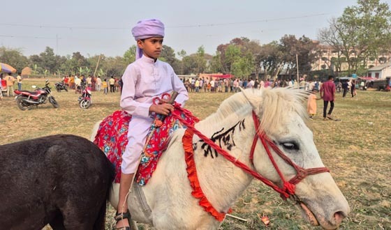 গোপীনাথপুরে ঘোড়ার মেলা, ঘোড়া নিতে ক্রেতাদের ভিড়