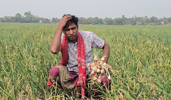 সাঁথিয়ায় দুর্বৃত্তদের বিষ প্রয়োগে পেঁয়াজের ক্ষেত ধ্বংস