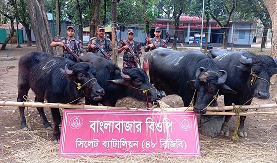 সিলেট সীমান্তে আড়াই কোটি টাকার চোরাচালান পণ্য জব্দ