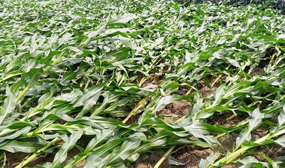 ফুলবাড়ীতে ঝড়বৃষ্টিতে মাটিতে নুয়ে পড়েছে ভুট্টা