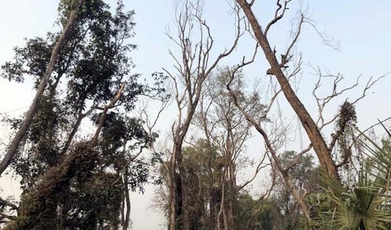 সাপাহারে রাস্তার পাশের মরা গাছ এখন মরণফাঁদ
