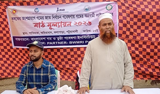 কলাপাড়ায় লবণ সহিষ্ণু জাতের গম উৎপাদনে গবেষণা শুরু