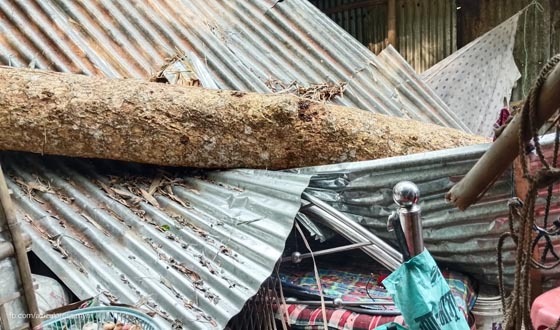 ফুলবাড়ীয়ায় ঝড়ে কেড়ে নিল শেষ আশ্রয়, গাছ সরাতে ও বাধা