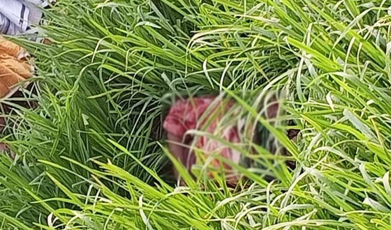 বেড়ায় রিকশা চালকের গলাকাটা মরদেহ উদ্ধার