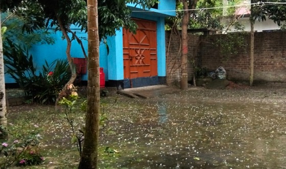 সুন্দরগঞ্জে শিলাবৃষ্টিতে আমের গুটিসহ ফসলের ক্ষয়ক্ষতি