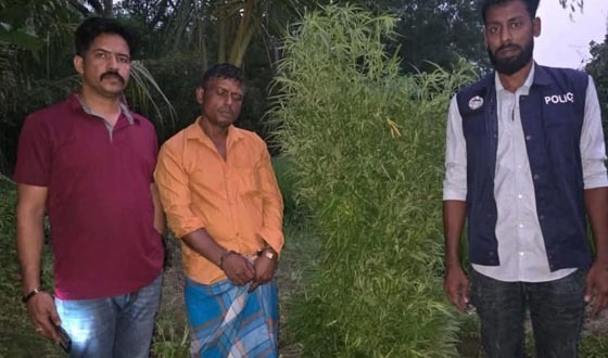 চাঁদপুরে গাঁজার গাছসহ চাষী আটক