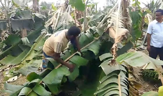 ধামইরহাটে চৈত্রের ঝড়ে লন্ডভন্ড কলাবাগান, নিঃস্ব কৃষক