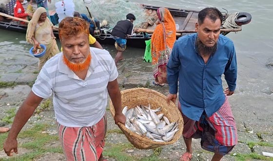 পদ্মা-মেঘনায় আশানরুপ মিলছেনা ইলিশ