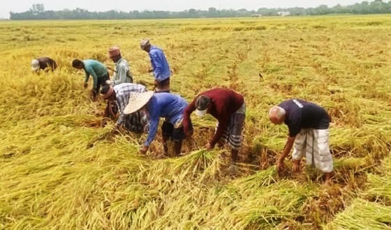 তানোরে এক মণ ধান বিক্রি করে হচ্ছে না একজন শ্রমিকের মজুরি