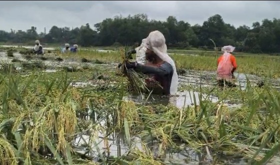 ভালুকায় বোর ধান তলিয়ে গেছে, কৃষকের মাথায় হাত