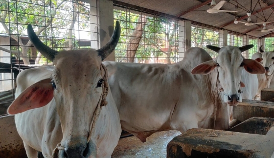 রাজশাহীতে কোরবানির জন্য প্রস্তুত ৪ লাখ ৬৩ হাজার পশু
