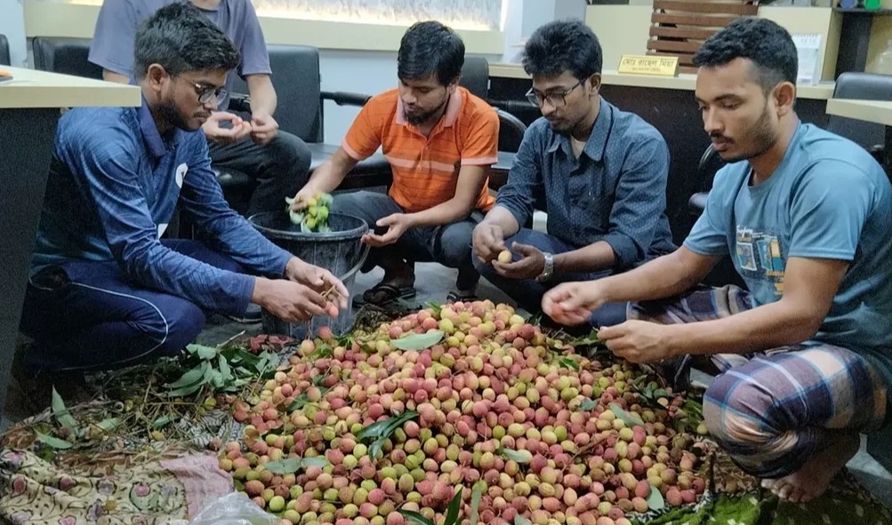 রাবিতে  লিচু পেড়ে রুমে রুমে পৌঁছে দিলেন হল সংসদের নেতারা