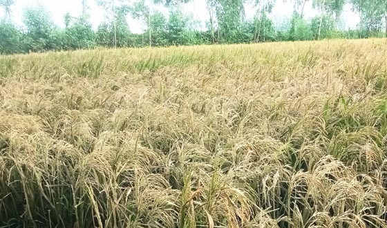 পীরগঞ্জে কীটনাশক দিয়ে বোরো ফসল নষ্ট করার অভিযোগ